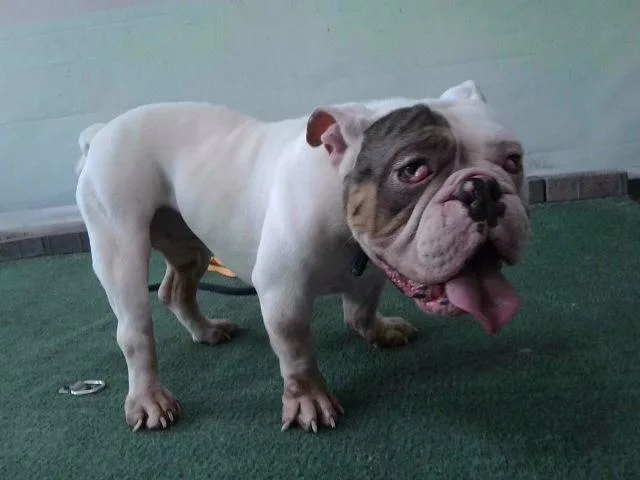 An adult medium-sized male English Bulldog dog named A for adoption in Baldwin Park, CA