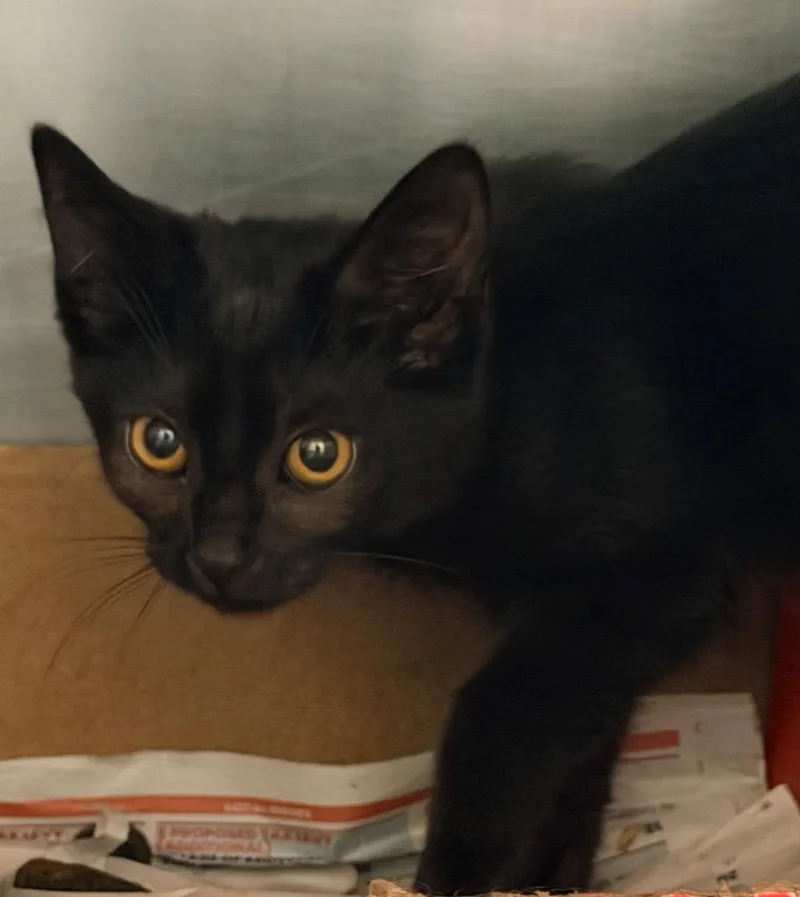 A baby medium-sized female Domestic Short Hair cat named Vibram for adoption in Cincinnati, OH