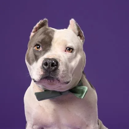 An adult medium-sized male American Staffordshire Terrier dog named Monsieur Mozzarella for adoption in Atlanta, GA