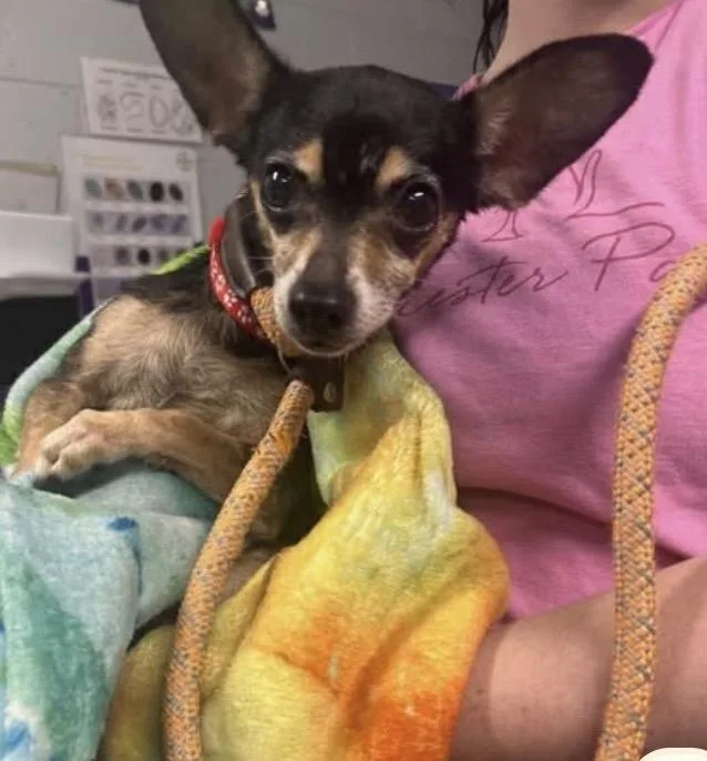 An adult small-sized female Brown / Chocolate Chihuahua dog named Lenore for adoption in Harrison, NY
