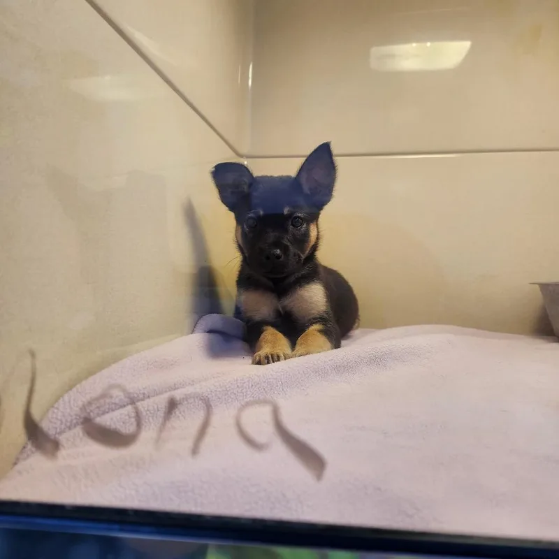 A young small-sized female Brown / Chocolate Mixed Breed dog named Mona for adoption in Beckley, WV