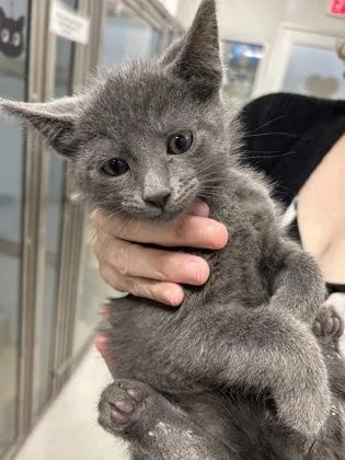 A baby medium-sized male Domestic Short Hair cat named Cutie for adoption in West Chester, PA
