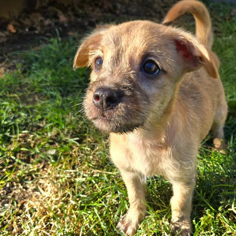 A baby medium-sized female Yellow / Tan / Blond / Fawn Mixed Breed dog named Margot for adoption in Joliet, IL