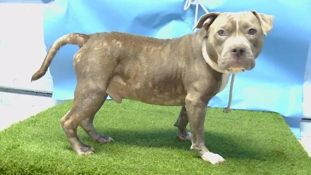 An adult large-sized male Pit Bull Terrier dog named A for adoption in Gardena, CA