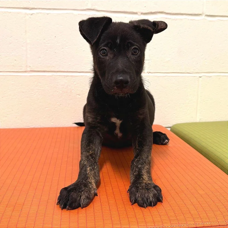 A baby small-sized male Black Labrador Retriever dog named Sherlock Holmes for adoption in League City, TX