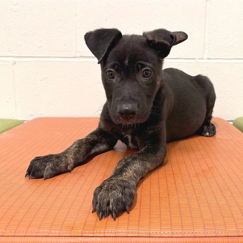 Sherlock Holmes thumbnail 2