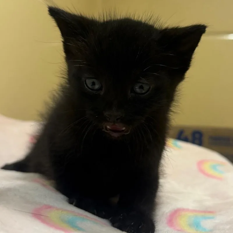 A baby small-sized male Black Domestic Short Hair cat named Whopper for adoption in Beckley, WV