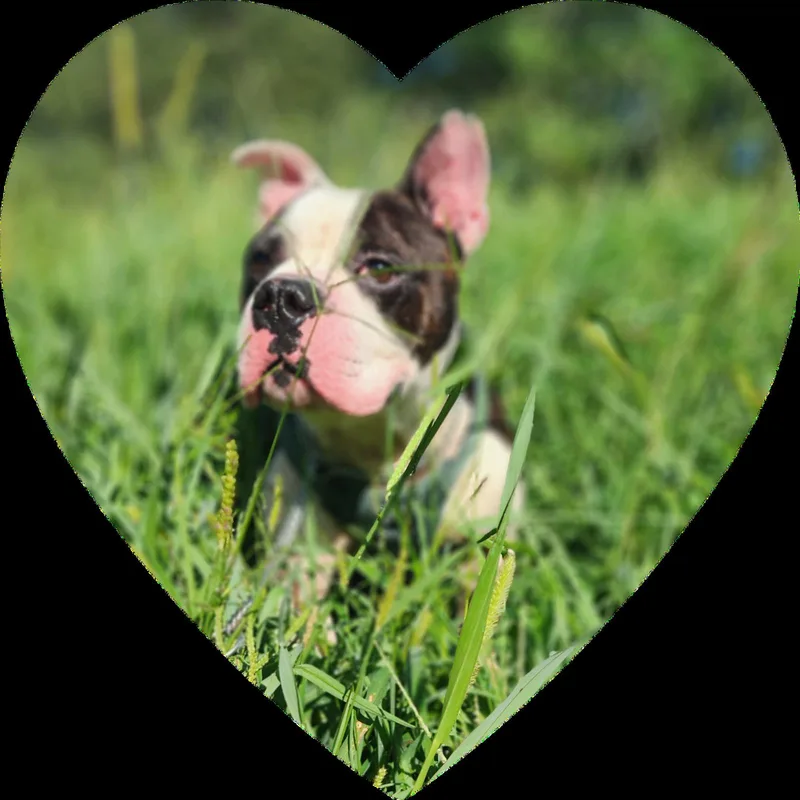Wilbur  CCHS thumbnail 2