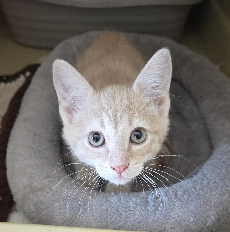A baby medium-sized male Cream / Ivory Domestic Short Hair cat named Leo for adoption in Harrison, MI