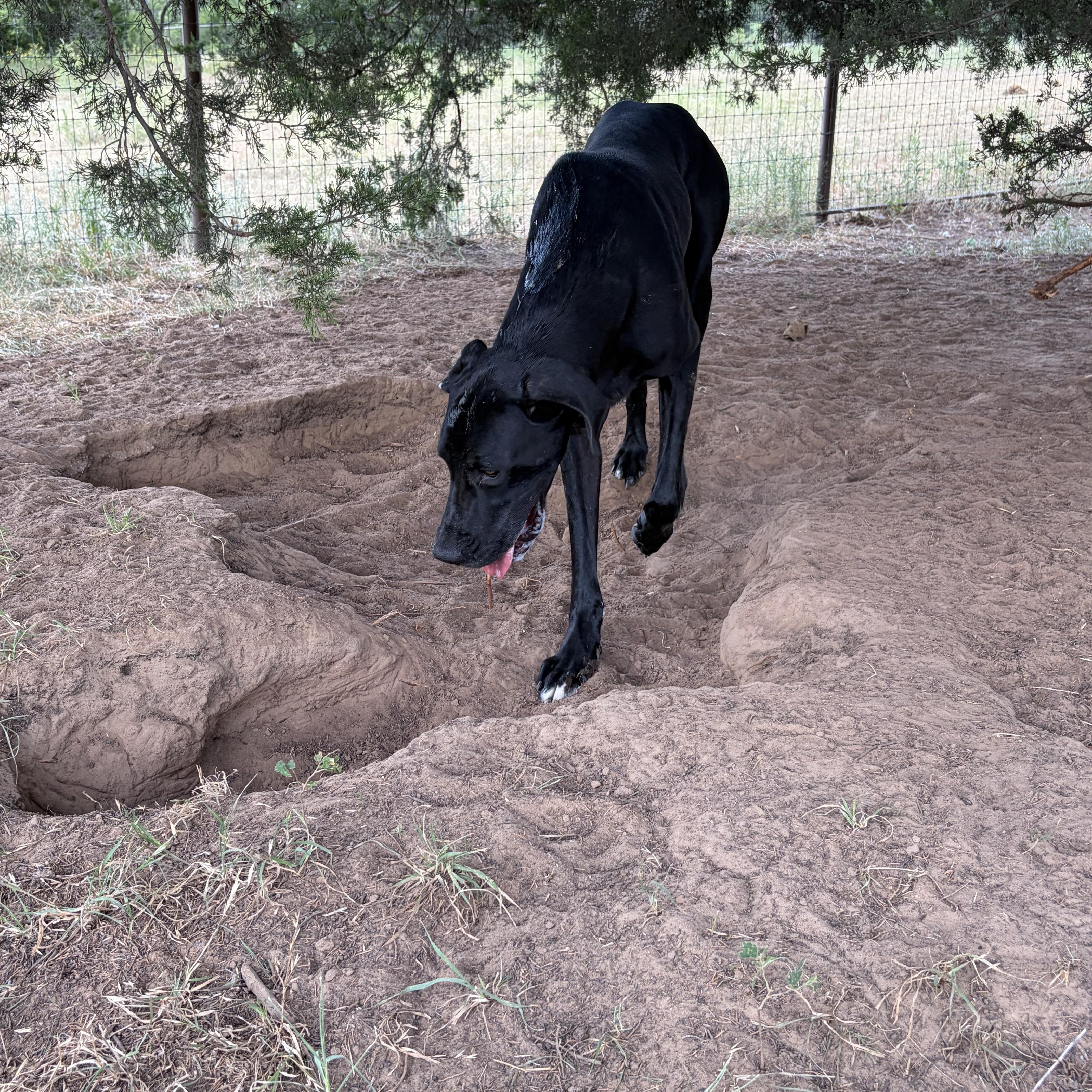 A young extra large-sized female Black Great Dane dog named Rose for adoption in Paradise, TX