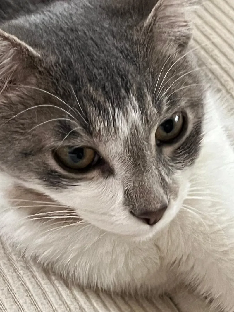 A baby medium-sized male Gray & White Domestic Short Hair cat named Cory for adoption in Mokena, IL