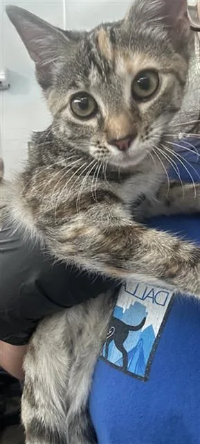 A baby small-sized female Domestic Short Hair cat named Hazel for adoption in Dallas, TX
