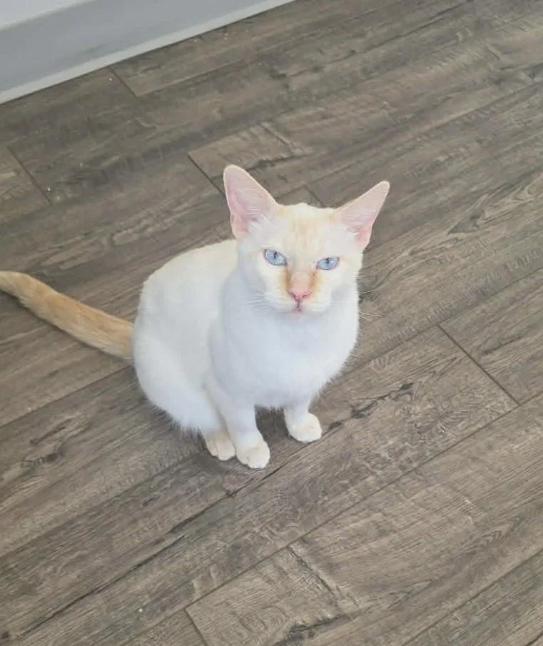 An adult medium-sized female Domestic Short Hair cat named Ami for adoption in Lewiston, ID