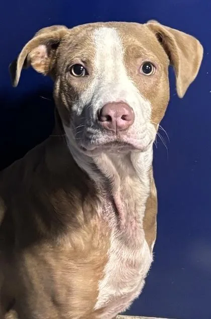 A young medium-sized male Mixed Breed dog named Ringo for adoption in Beatrice, NE