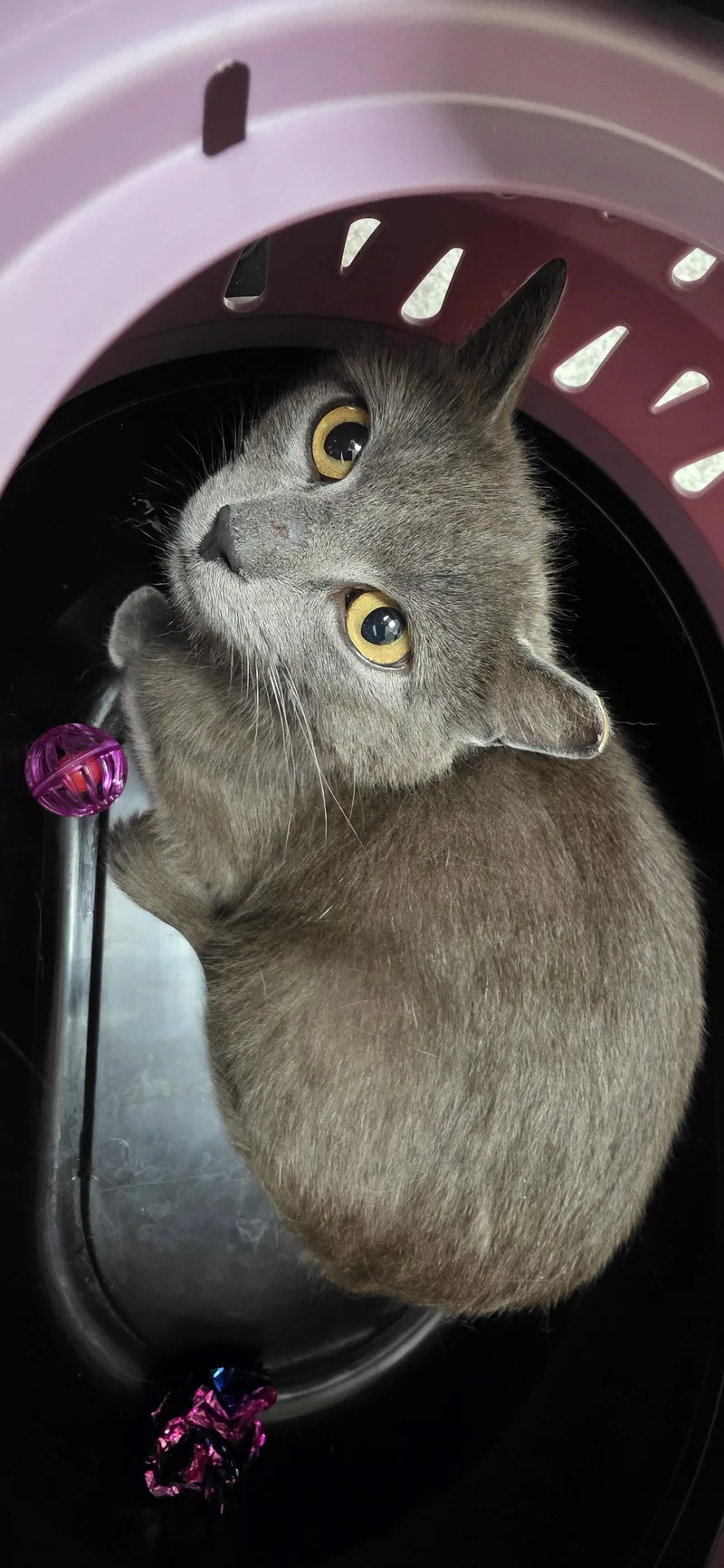 An adult medium-sized female Gray / Blue / Silver Domestic Short Hair cat named Gretta for adoption in Lancaster, PA