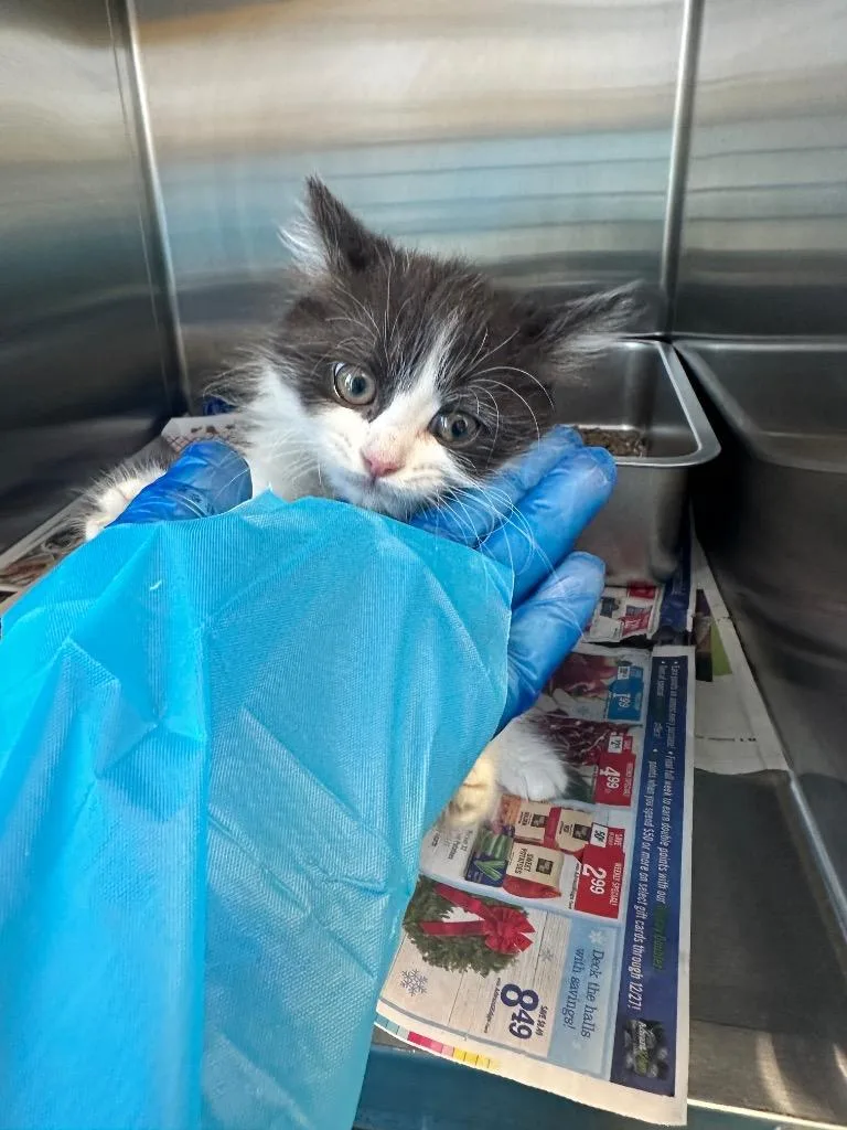 A baby small-sized female Domestic Short Hair cat named River for adoption in Waverly, NY