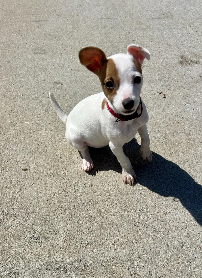 A baby small-sized female Chihuahua dog named Ruby for adoption in Walker, LA