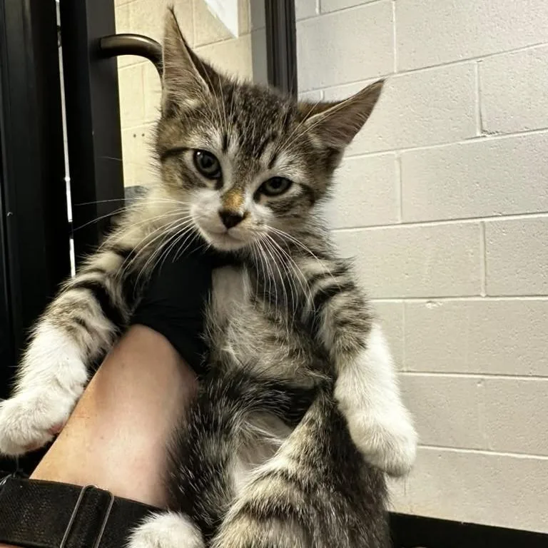A baby small-sized male Brown / Chocolate Domestic Short Hair cat named Moonshine for adoption in Gadsden, AL