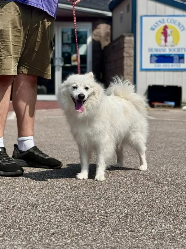An adult medium-sized male American Eskimo Dog dog named Axel for adoption in Wooster, OH