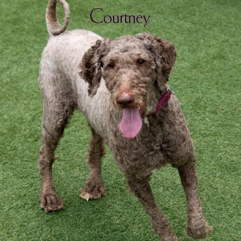 Courtney