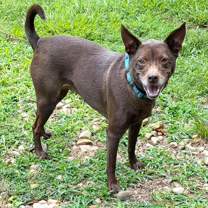 An adult medium-sized female Brown / Chocolate Terrier dog named Cocoa for adoption in Charlottesville, VA