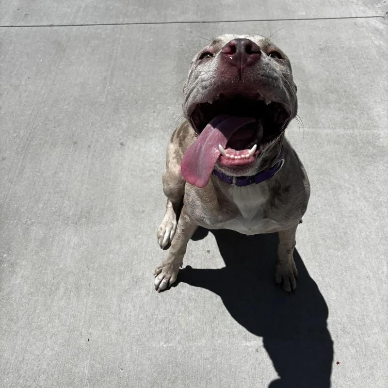 A young medium-sized female Yellow / Tan / Blond / Fawn Pit Bull Terrier dog named Ferngully for adoption in Matteson, IL