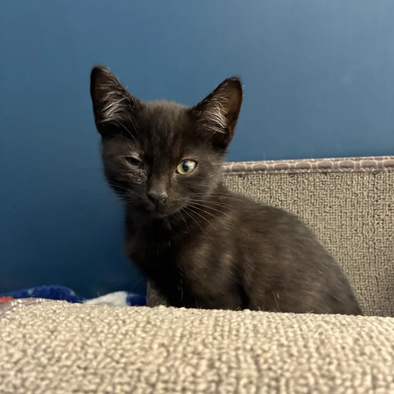 A baby small-sized male Black Domestic Short Hair cat named Celery for adoption in Tulsa, OK