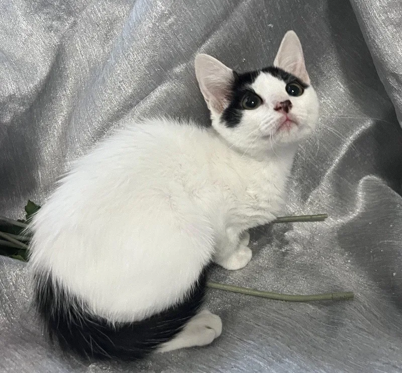 A baby small-sized female Black & White / Tuxedo Domestic Short Hair cat named Mitzi for adoption in Fayetteville, GA