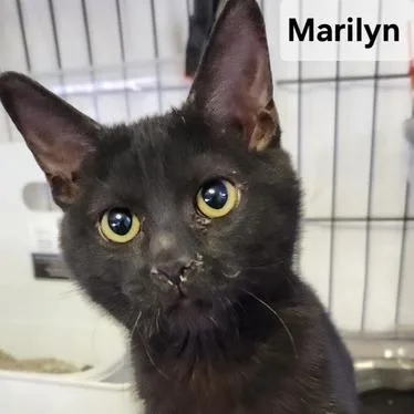 A baby small-sized female Black Domestic Short Hair cat named BMarilyn for adoption in Arizona City, AZ