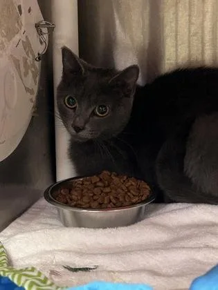 An adult medium-sized female Domestic Short Hair cat named Joanie for adoption in Cincinnati, OH