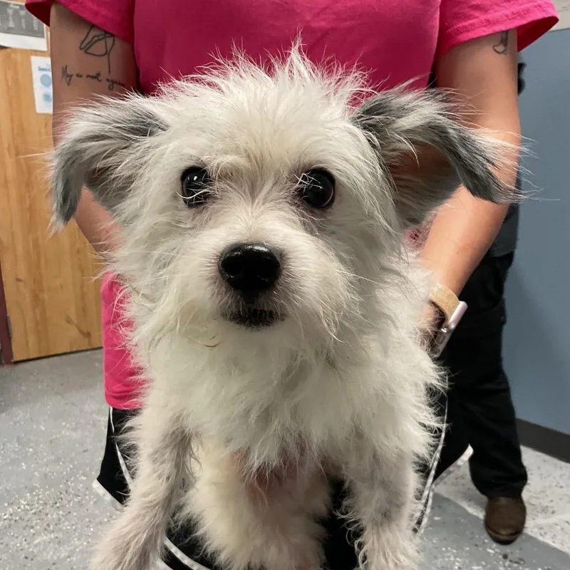 A senior small-sized male White / Cream Terrier dog named Earl for adoption in St Joseph, MO