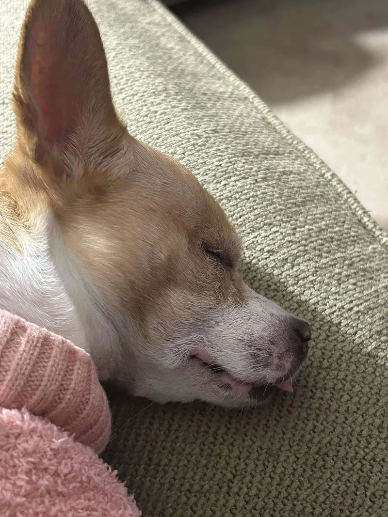 Truly Scrumptious Tx