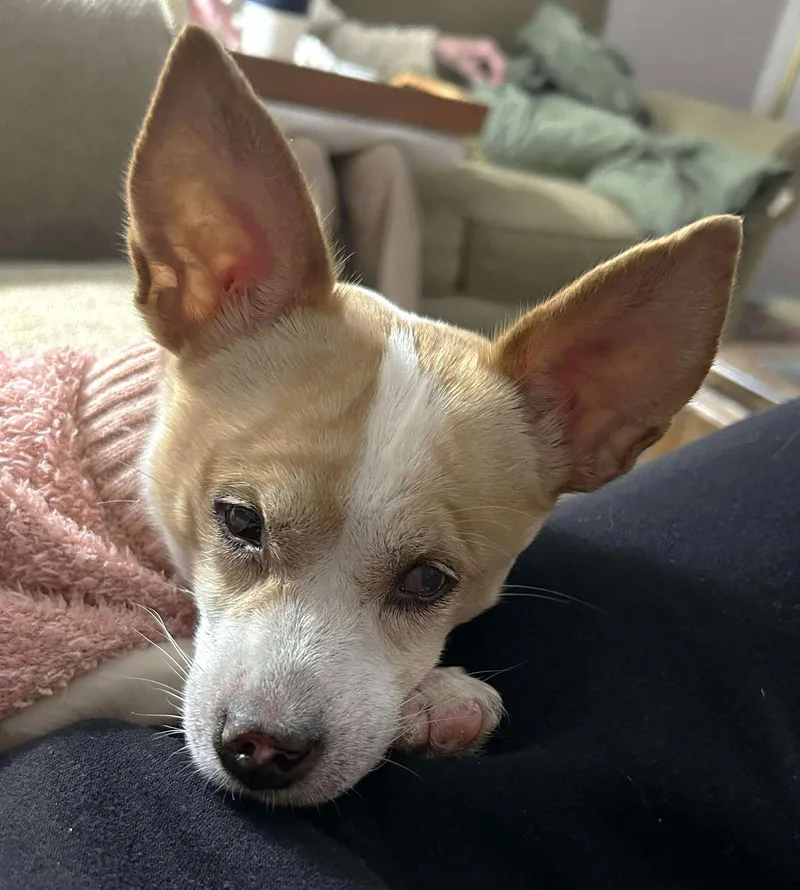 Truly Scrumptious Tx thumbnail 2