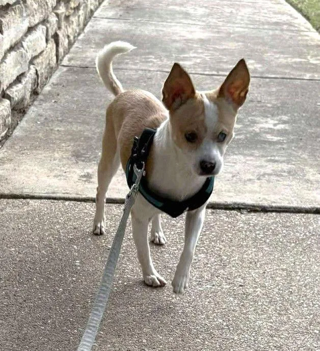 Truly Scrumptious Tx thumbnail 3