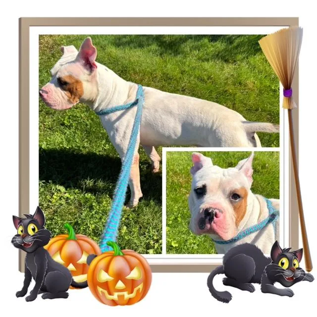 An adult medium-sized male Pit Bull Terrier dog named Sixty for adoption in Buckhannon, WV