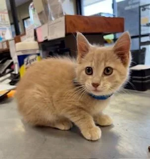 A baby medium-sized female Buff / Tan / Fawn Domestic Short Hair cat named Vienna for adoption in Mason City, IA