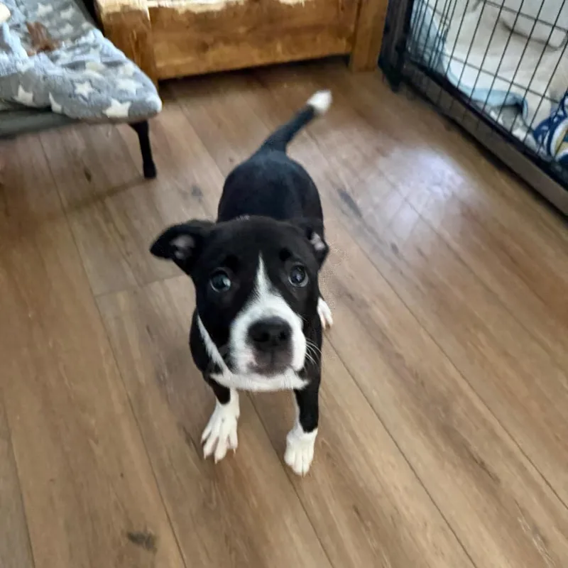 A baby medium-sized female Black Mixed Breed dog named Angelica for adoption in St. Charles, MO