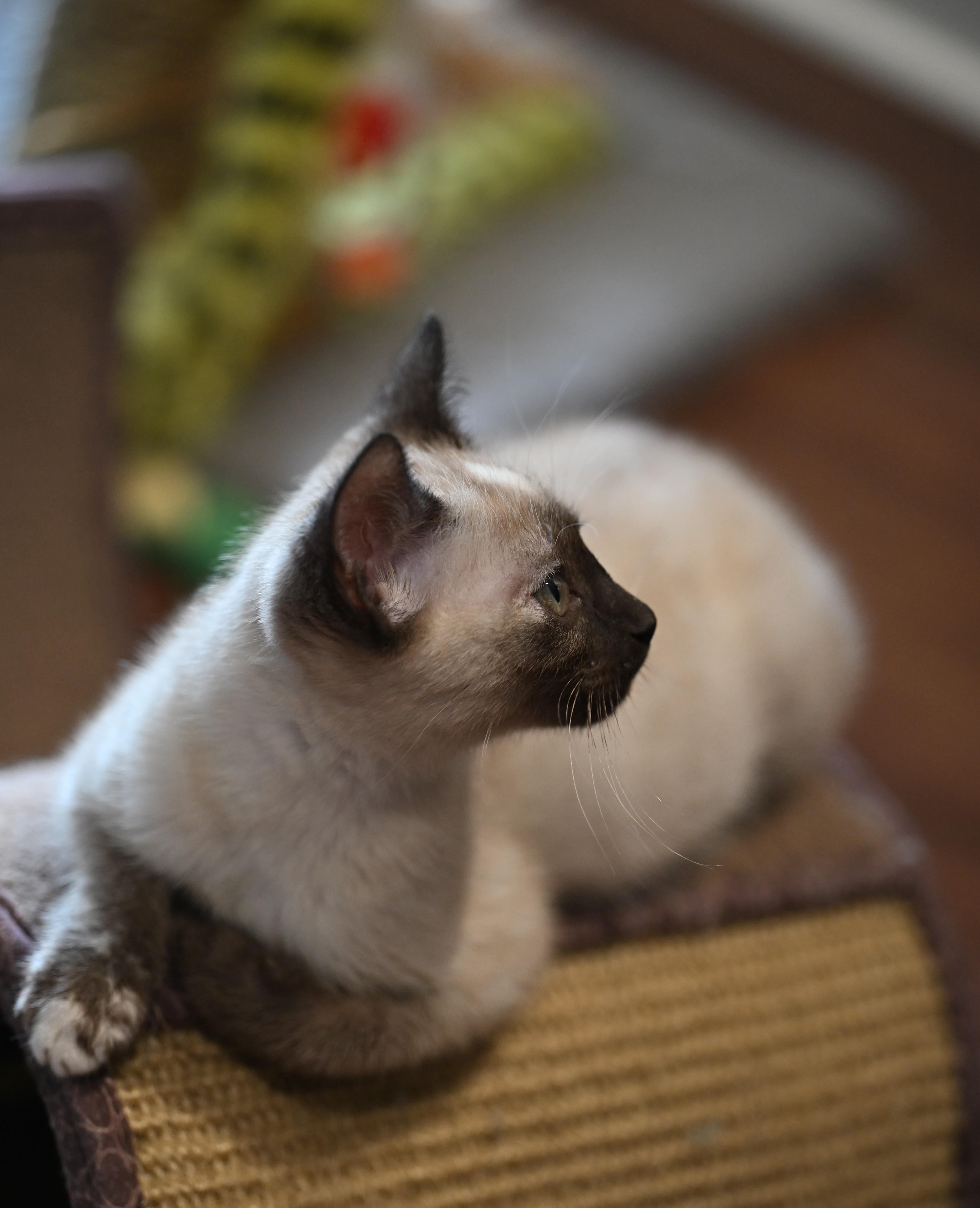 Lucy And Ricky Ricardo! thumbnail 2