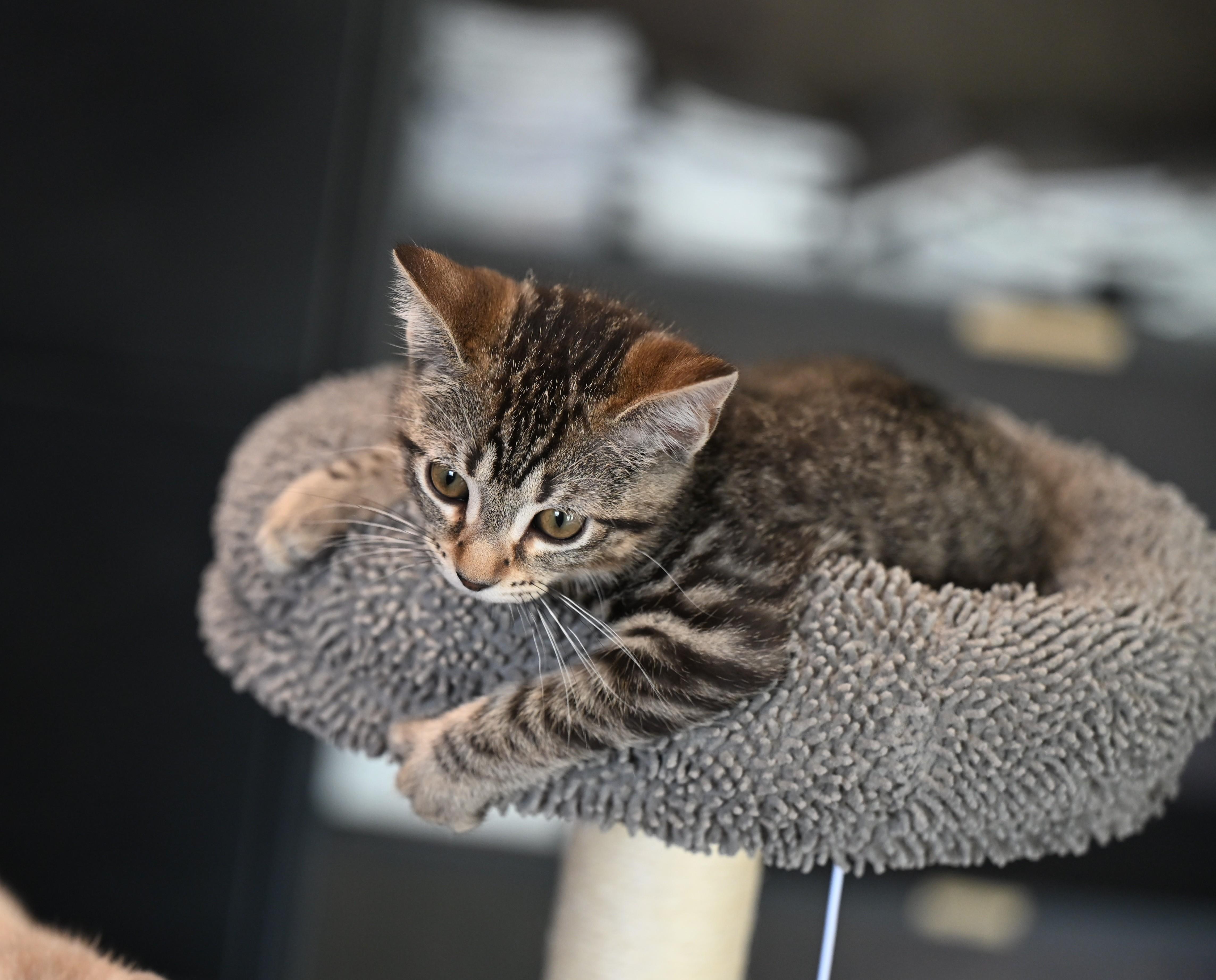 Lucy And Ricky Ricardo! thumbnail 3