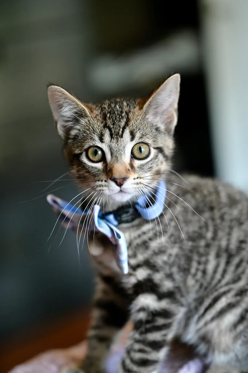 Lucy And Ricky Ricardo! thumbnail 4