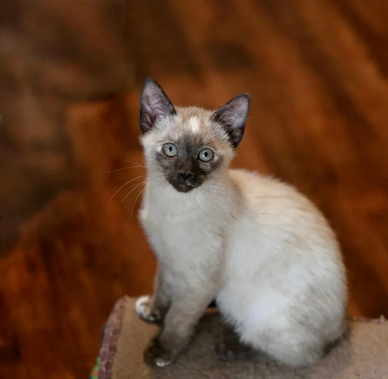 Lucy And Ricky Ricardo! thumbnail 5