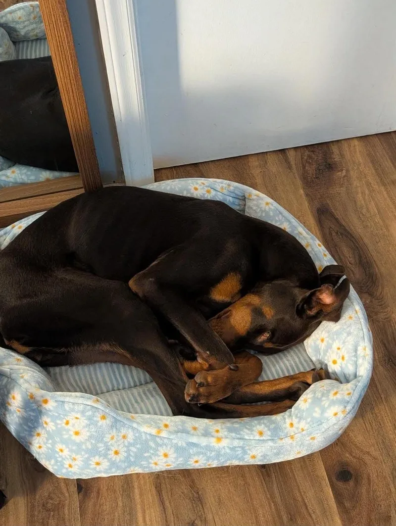 A young large-sized female Doberman Pinscher dog named Beanie for adoption in Matthews, NC