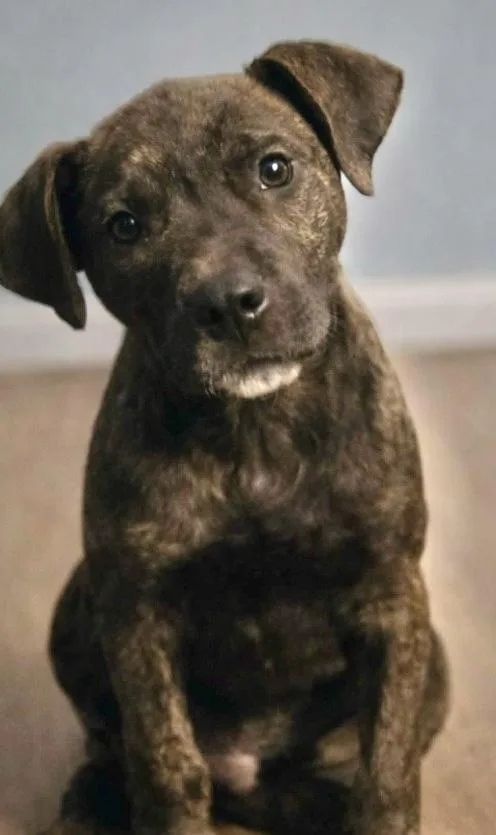 Wrangler thumbnail 2