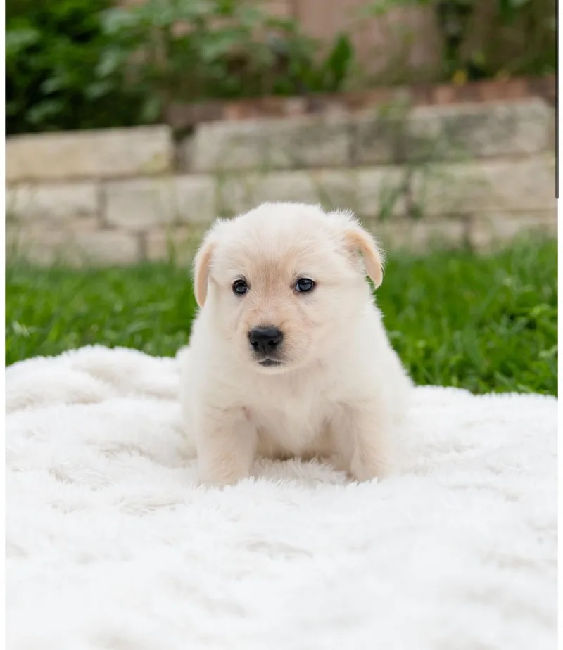 A baby medium-sized female White / Cream Corgi dog named Misty for adoption in Pflugerville, TX