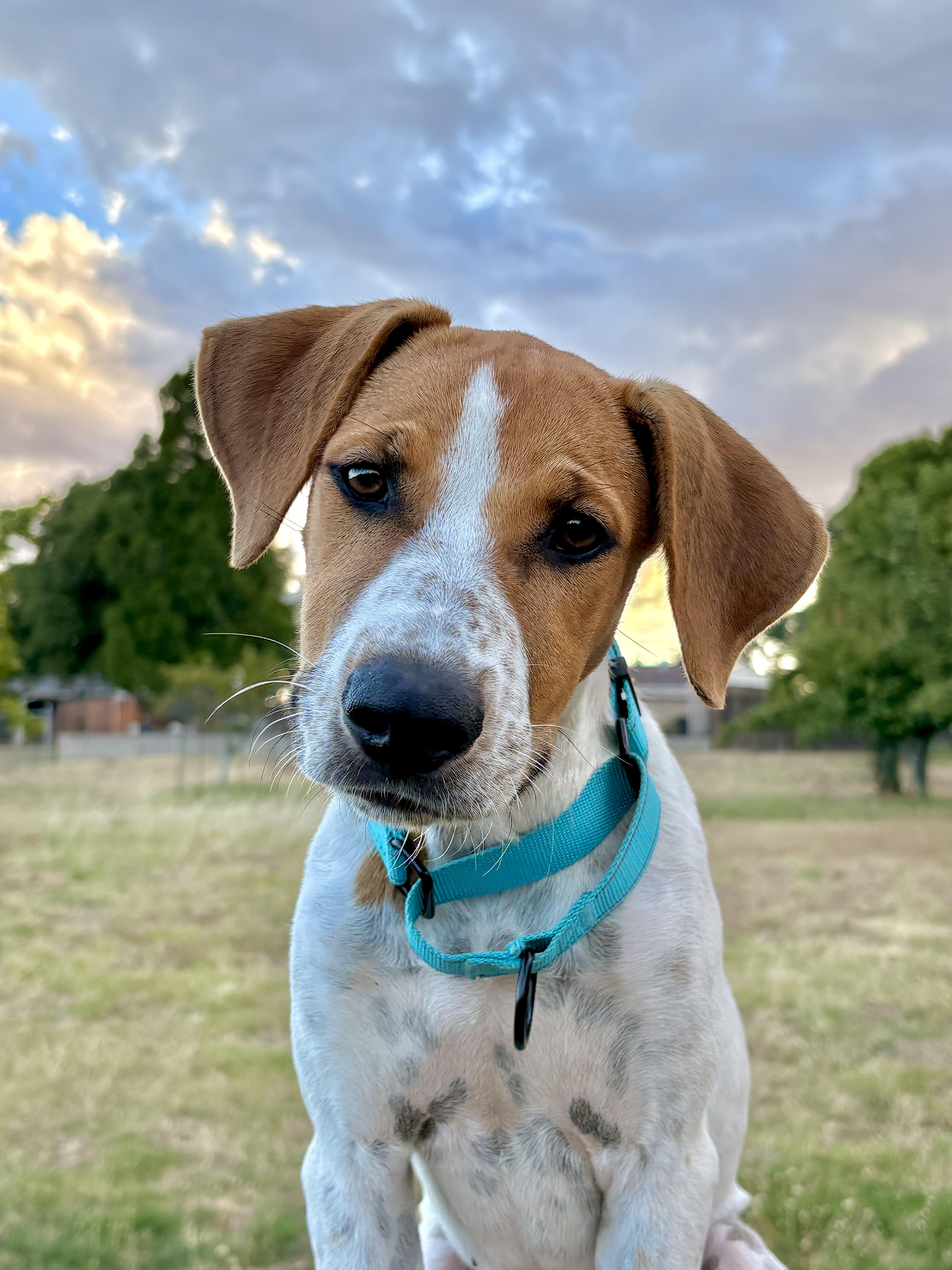 A young medium-sized female White / Cream Hound dog named Grace for adoption in Red Bluff, CA
