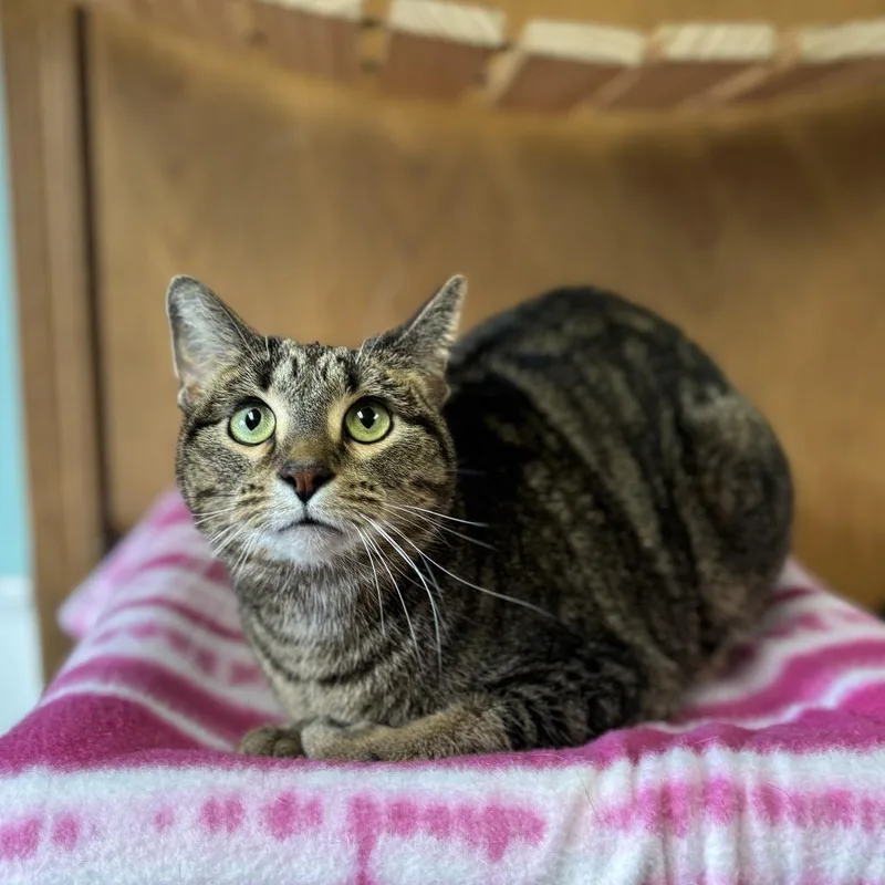 An adult medium-sized female Brown / Chocolate Domestic Short Hair cat named Cori for adoption in Fargo, ND