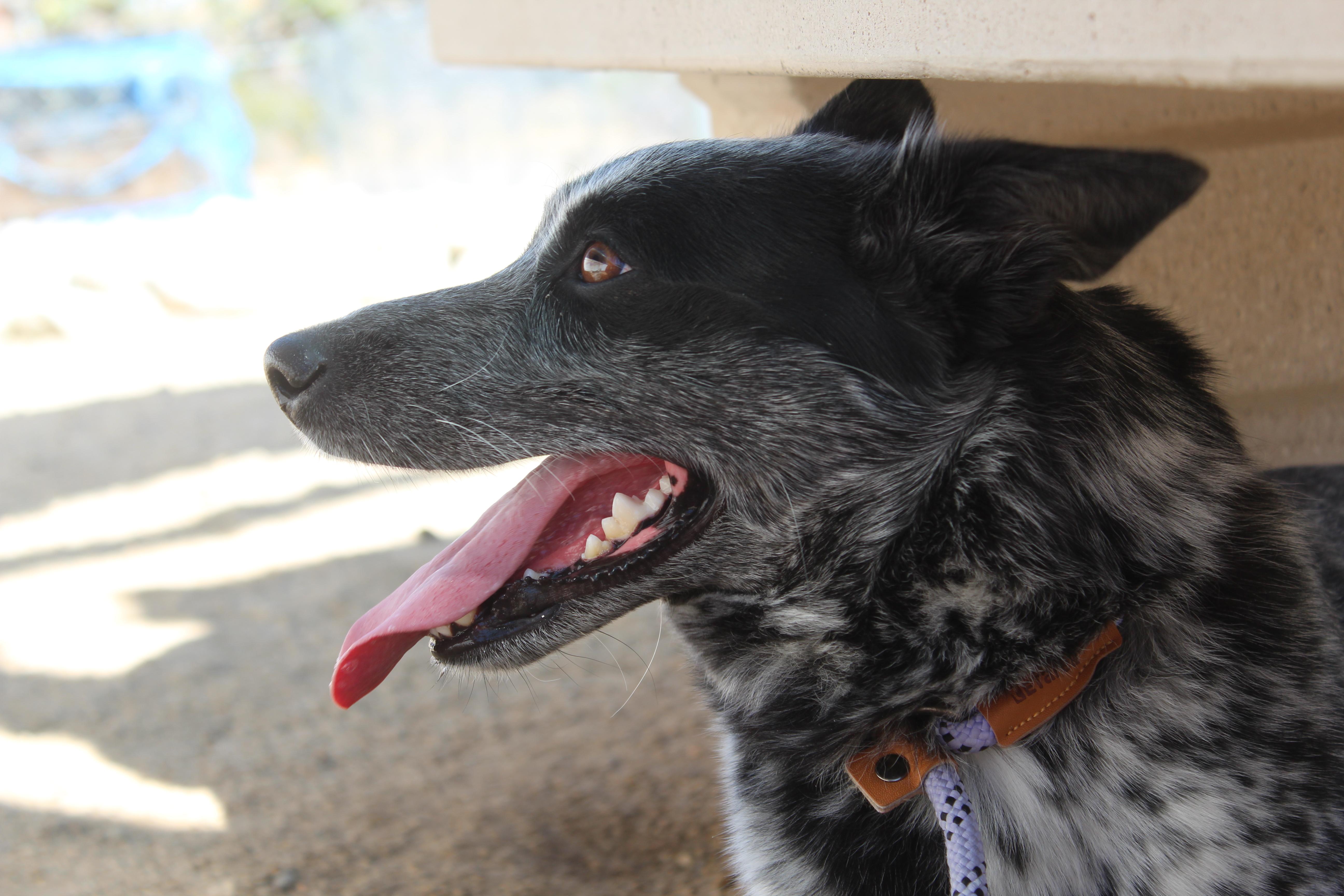 An adult medium-sized female Merle (Blue) Australian Cattle Dog / Blue Heeler dog named Luna for adoption in Yucca Valley, CA