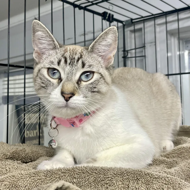 Cannellini thumbnail 2