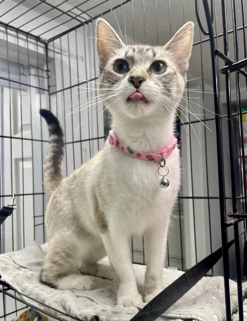 Cannellini thumbnail 3