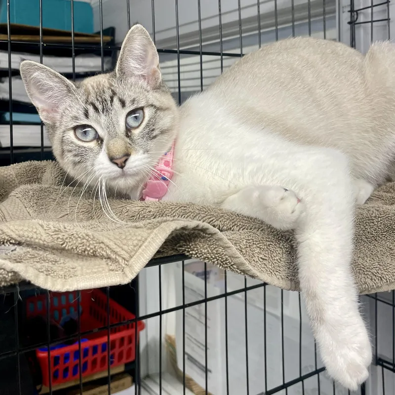 Cannellini thumbnail 4